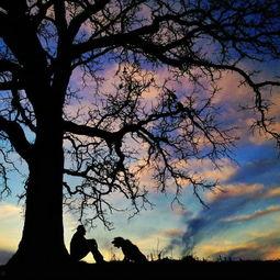 成人画树过程视频播放,轻松绘制成人版树木艺术作品