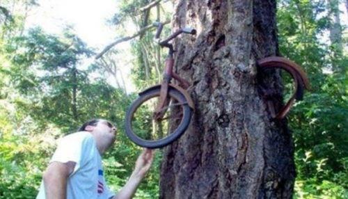 成人画树过程视频播放,轻松绘制成人版树木艺术作品