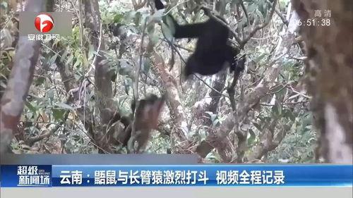 成人画树过程视频播放,轻松绘制成人版树木艺术作品