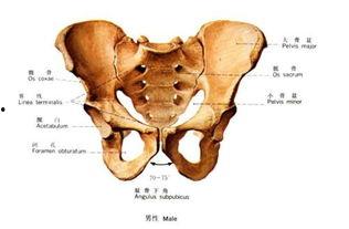 成人拉腿韧带怎么拉视频,成人拉腿韧带高效拉伸教程视频概述