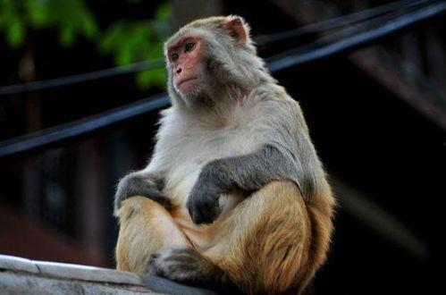 猴子怎么变成人科普视频