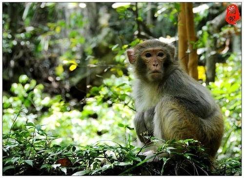 猴子怎么变成人科普视频