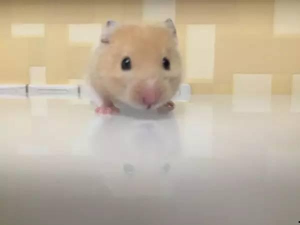 成人玩仓鼠视频在线观看