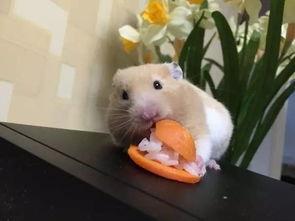 成人玩仓鼠视频在线观看