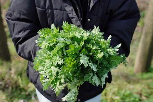 手工制作成人艾草视频,传承千年的养生秘方揭秘